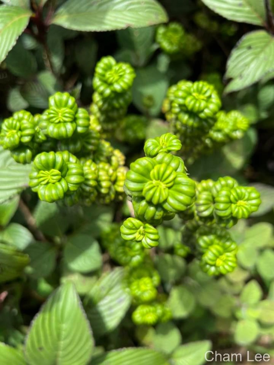 Hedyotis quinquinervia Thwaites